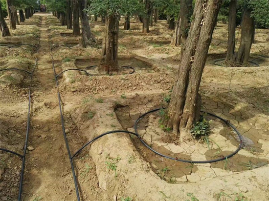 果树滴灌