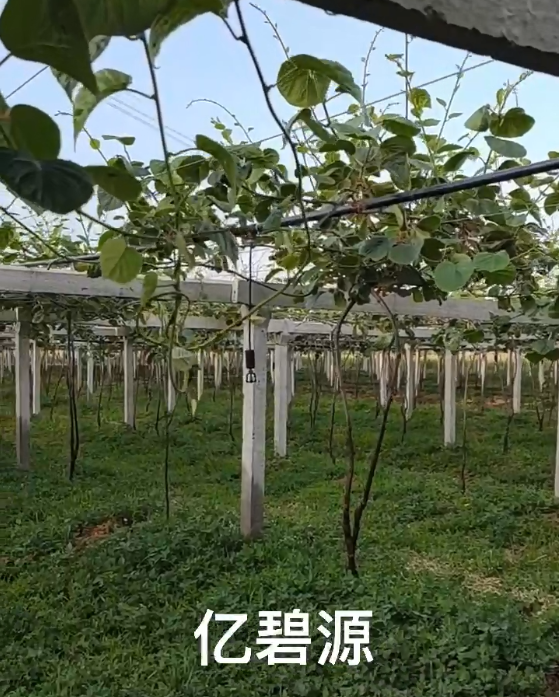 倒挂微喷