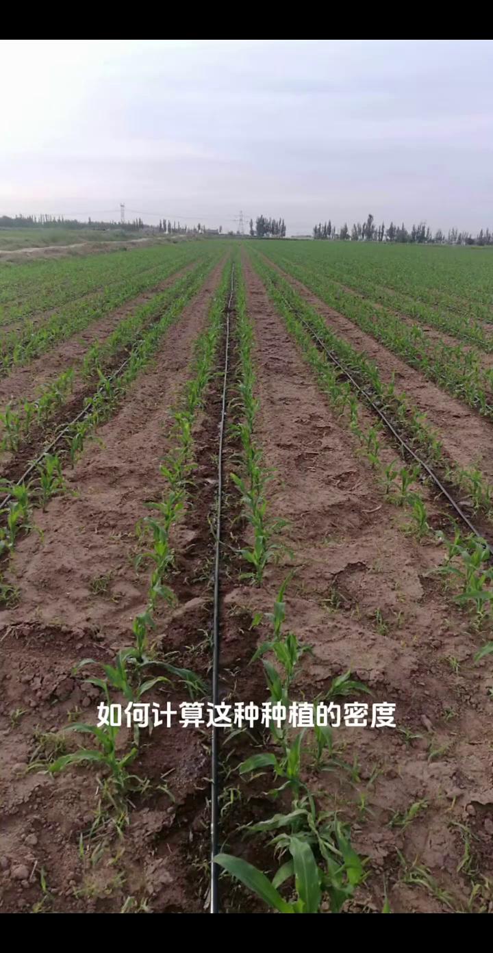 滴灌带